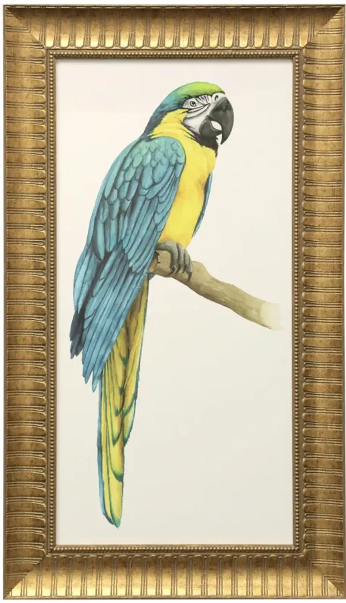 Teal Macaw I Framed Print