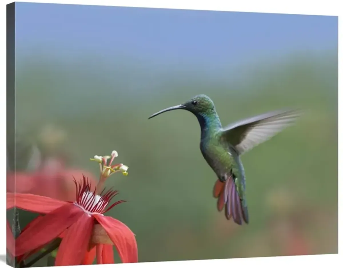 Green-breasted Mango hummingbird, male foraging, Costa Rica-Canvas Art-35x28