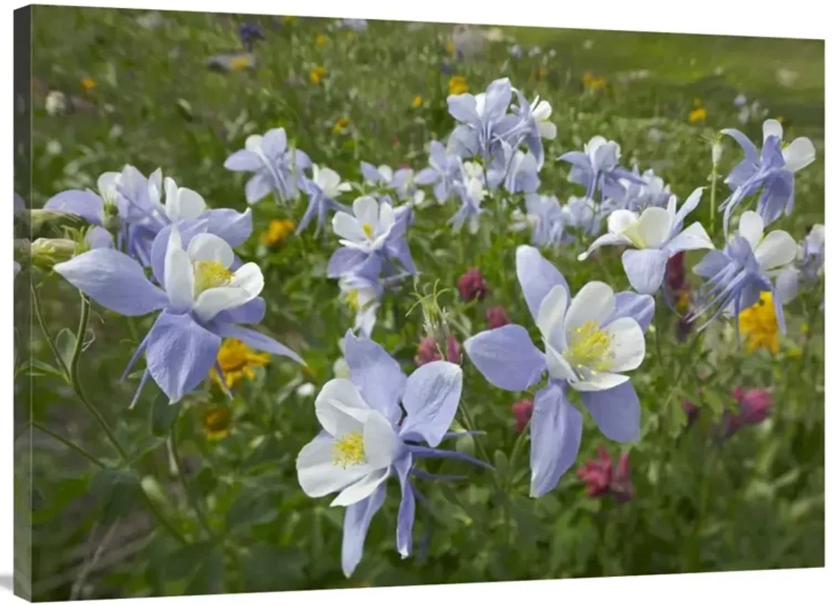 Colorado Blue Columbine flowers, American Basin, Colorado-Canvas Art-40x30