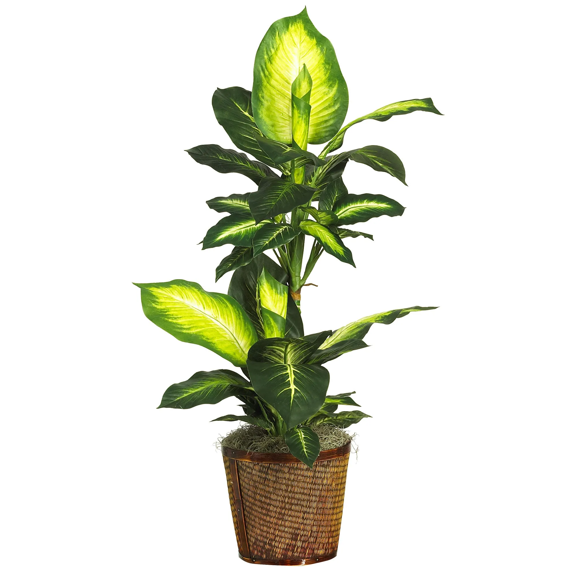 HomPlanti 42" Golden Dieffenbachia w/Basket Silk Plant