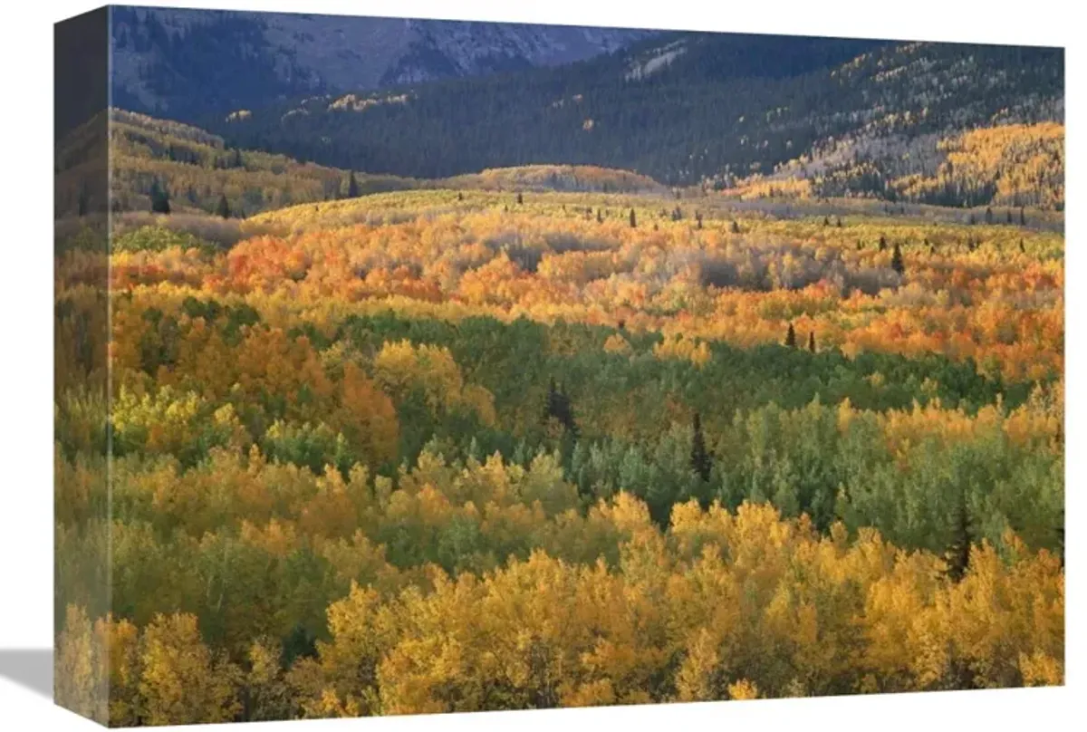 Aspen trees in fall colors, Gunnison National Forest, Colorado-Canvas Art-16x12
