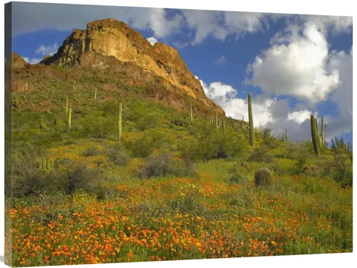 California Poppy and Saguaro cacti, Organ Pipe Cactus National Monument, Arizona-Canvas Art-40x30
