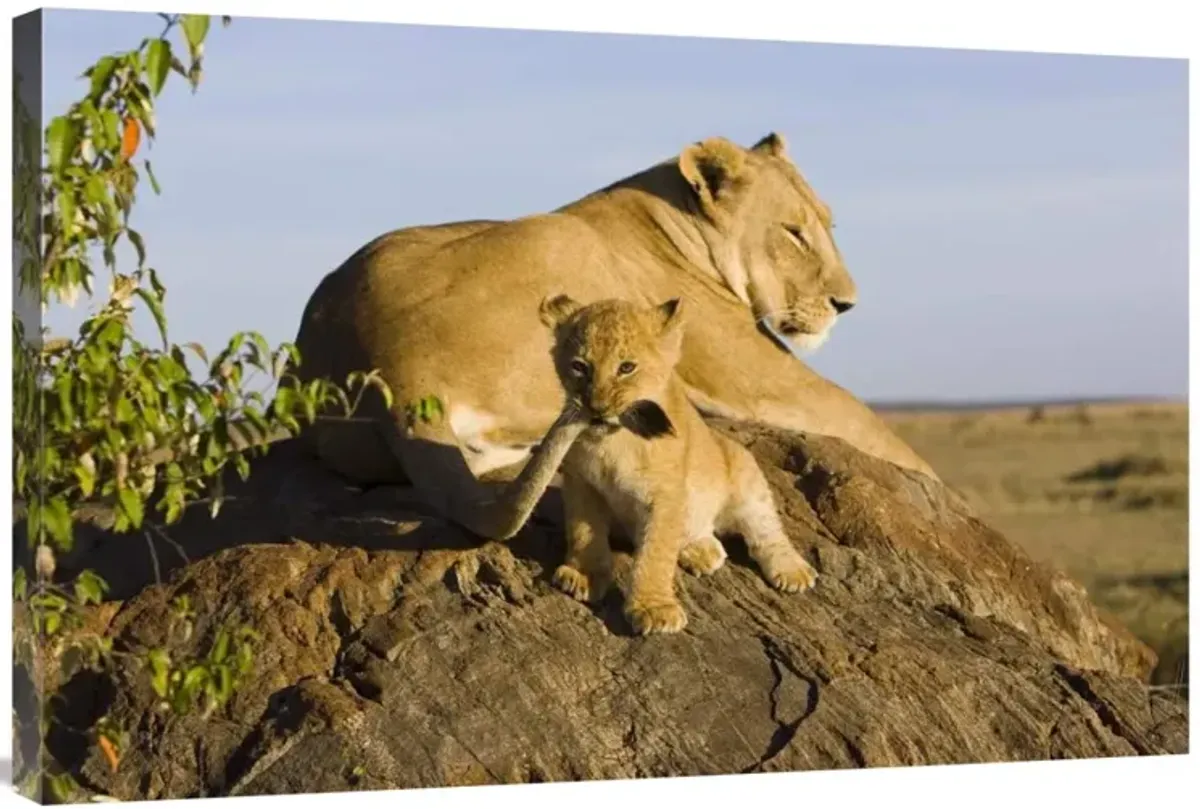 African Lion cub playing with its mothers tail, vulnerable, Masai Mara National Reserve, Kenya-Canvas Art-36x24