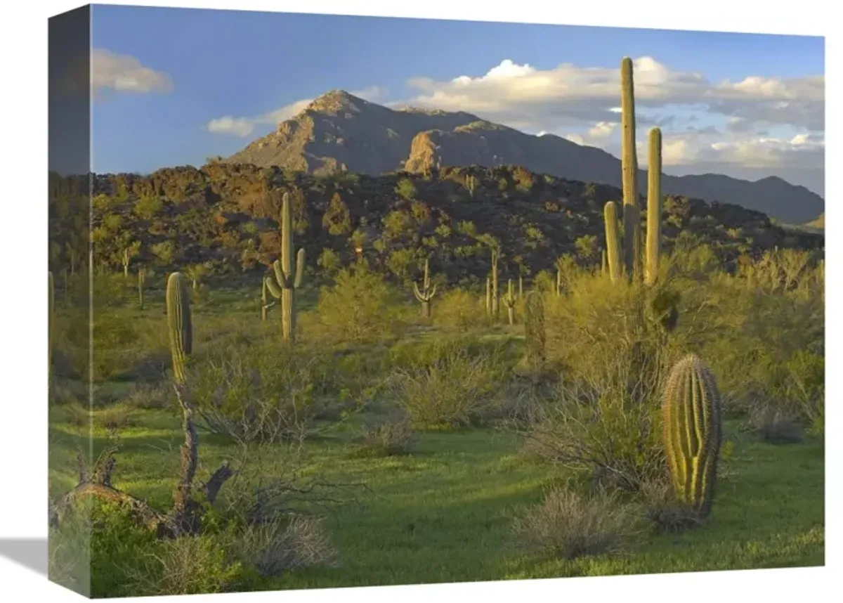Saguaro Picacho Mountains, Picacho Peak State Park, Arizona-Canvas Art-16x12