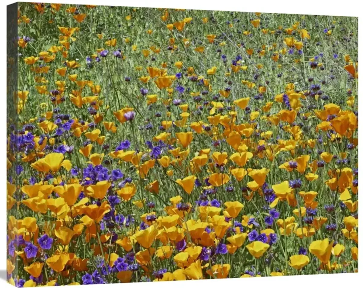 California Poppy and Desert Bluebell flowers, Antelope Valley, California-Canvas Art-28x22