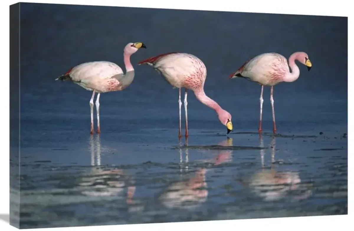 Puna Flamingos drinking from freshwater springs, Laguna Colorada, Bolivia-Canvas Art-30x20