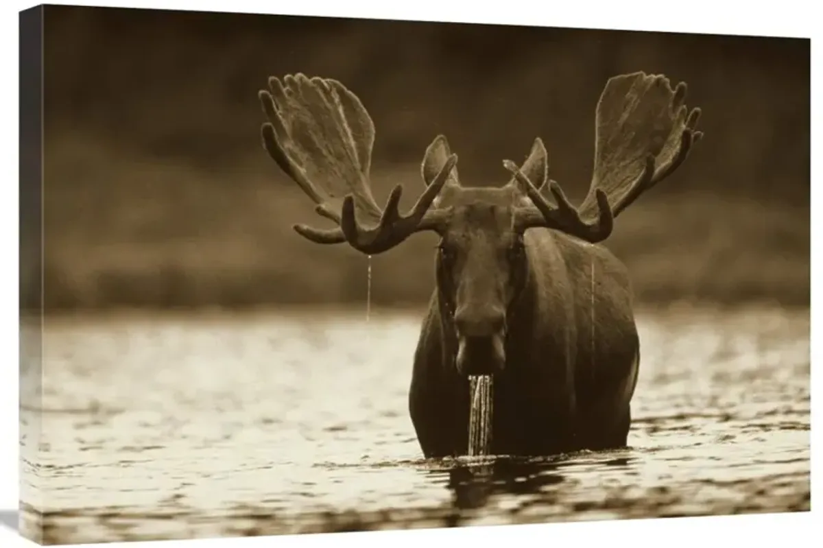 Moose male raising its head while feeding on the bottom of a lake, North America-Canvas Art-30x20