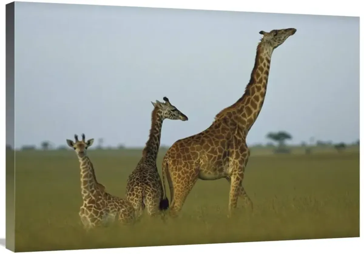 Giraffe adult and juveniles on savanna, Kenya-Canvas Art-36x25.2