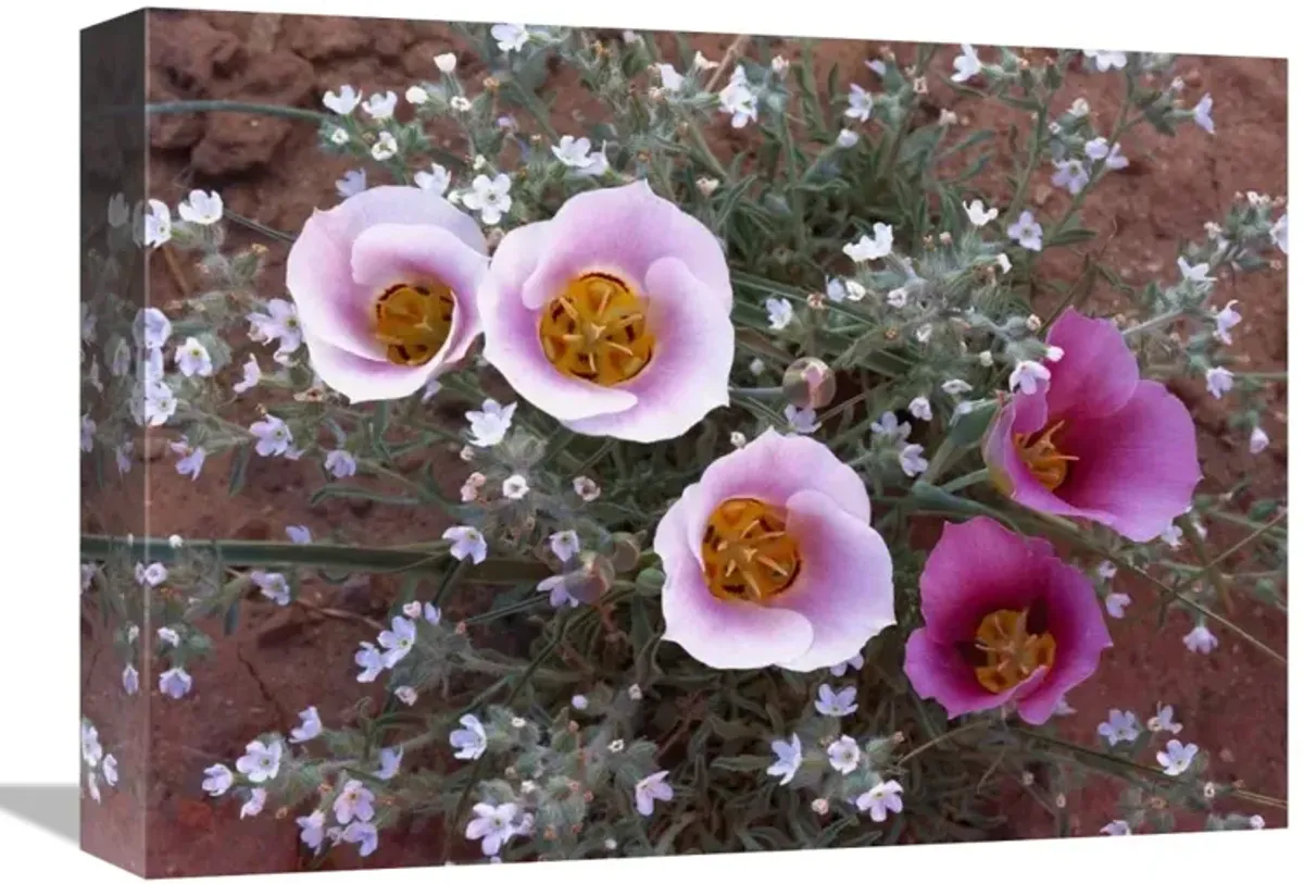 Sego Lily group, state flower of Utah with bulbous edible root, Canyonlands National Park, Utah-Canvas Art-16x12
