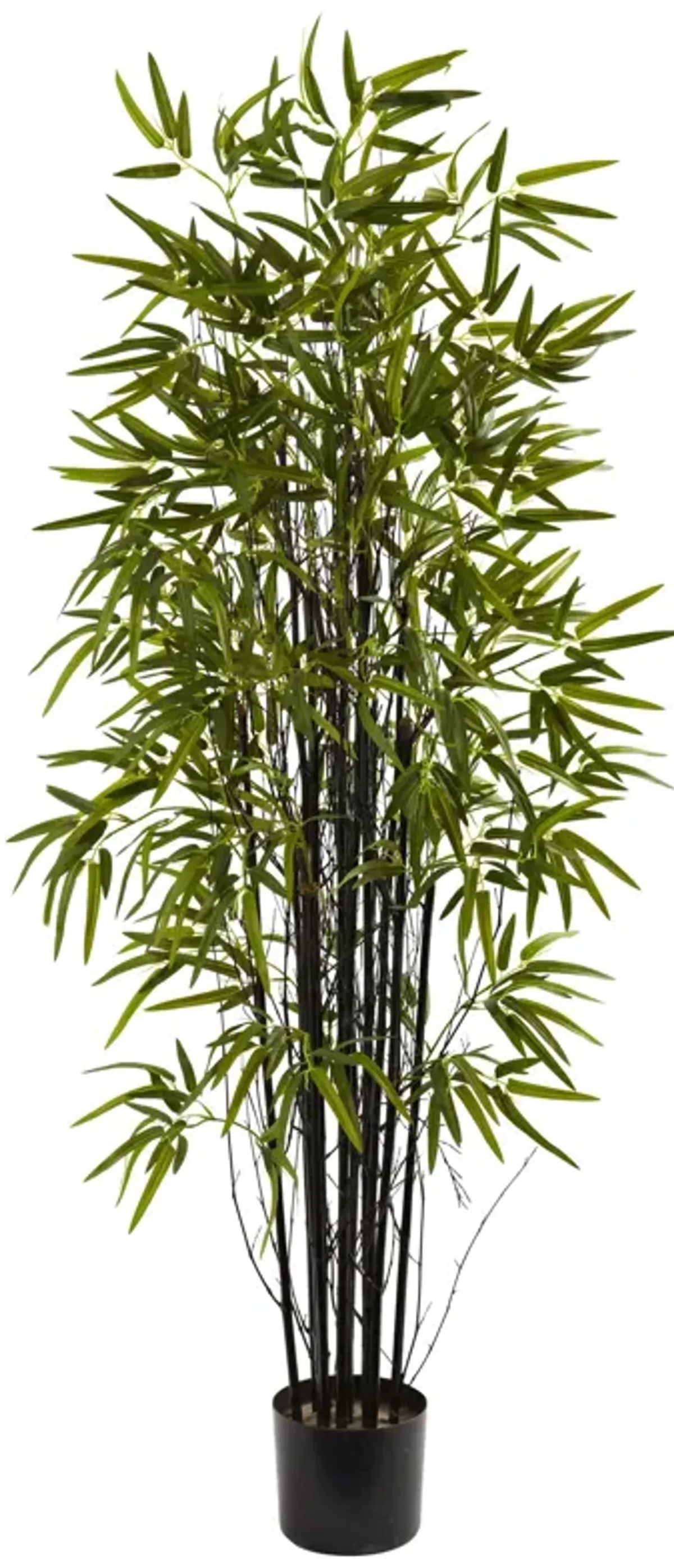 HomPlanti 5 Feet Black Bamboo Tree