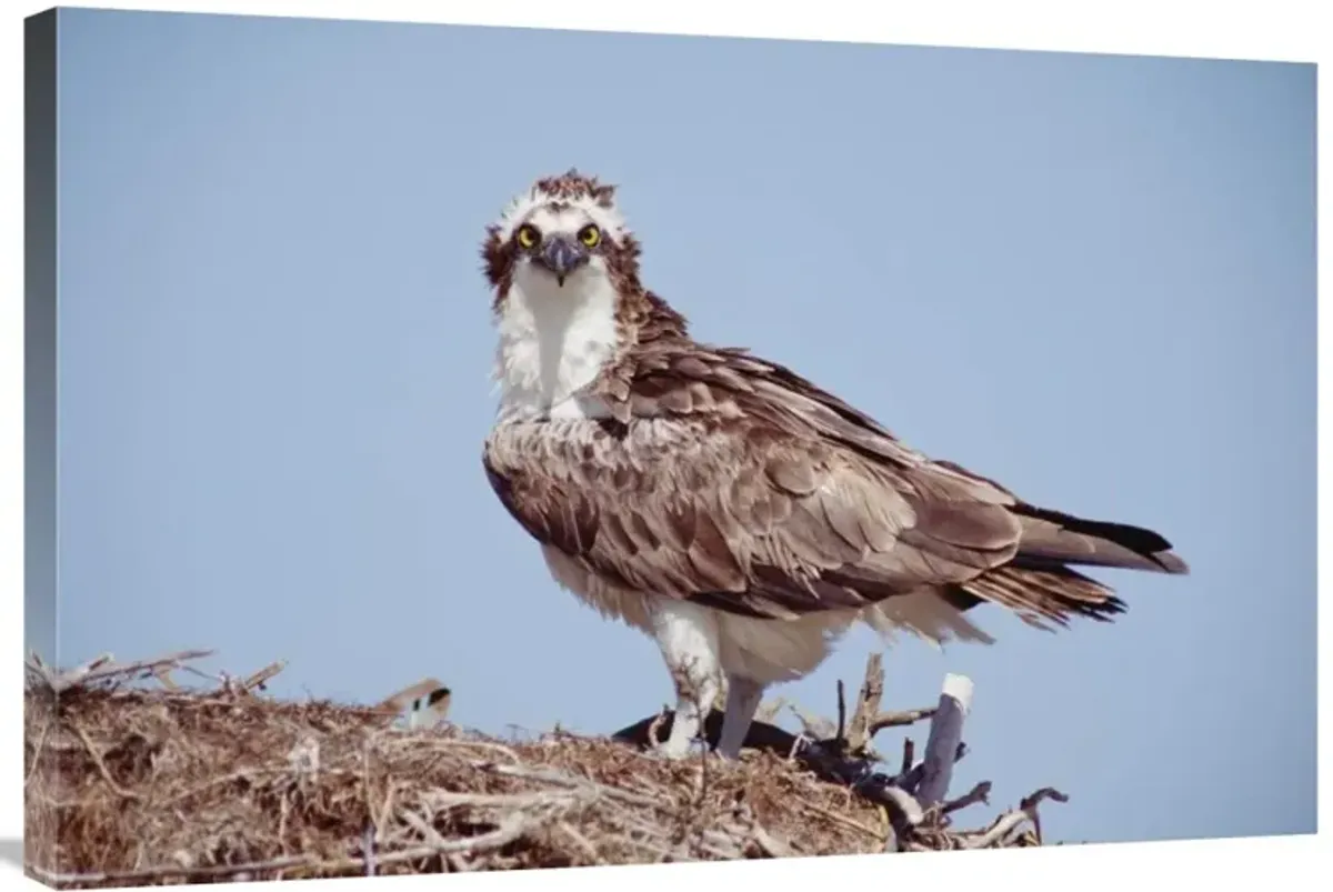 Osprey adult perching on nest, Baja California, Mexico-Canvas Art-36x24