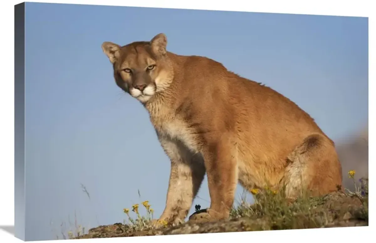 Mountain Lion North America-Canvas Art-30x20