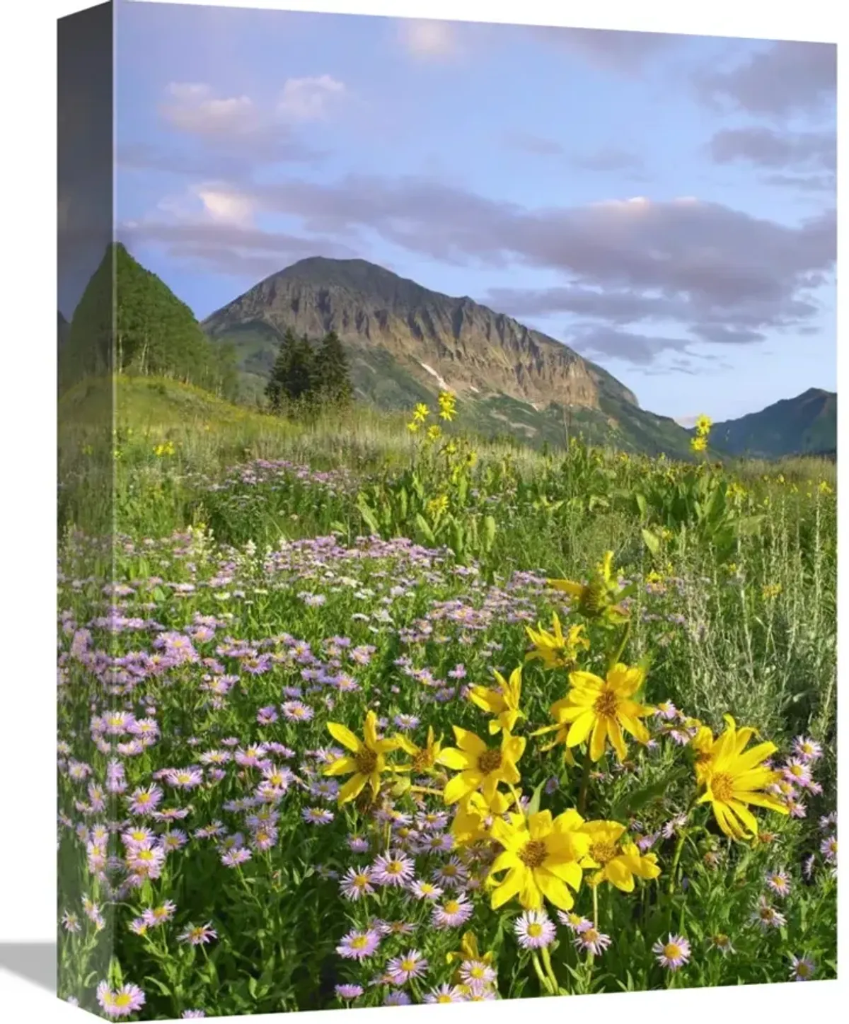 Orange Sneezeweed and Smooth Asters and Gothic Mountain, Colorado-Canvas Art-12x16