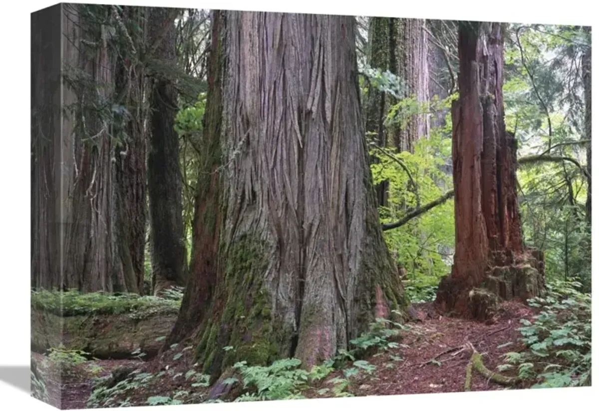 Western Red Cedars grove of the patriarchs, Mt Rainier National Park, Washington-Canvas Art-16x12