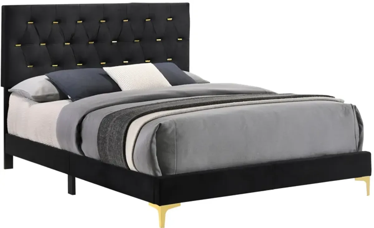 Lif Platform California King Size Bed, Tufted Headboard, Gold, Black Velvet-Benzara