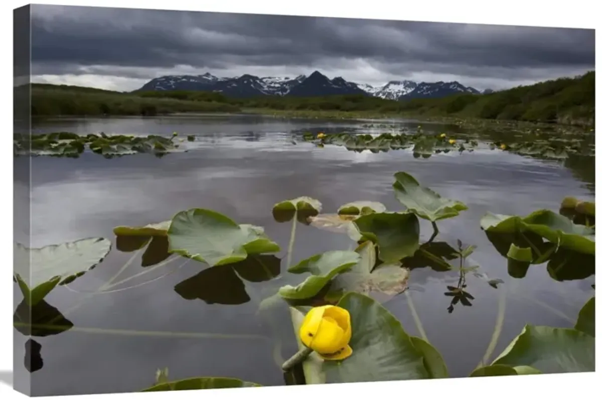 European Yellow Pondlily on pond with overcast sky, Katmai National Park, Alaska-Canvas Art-30x20