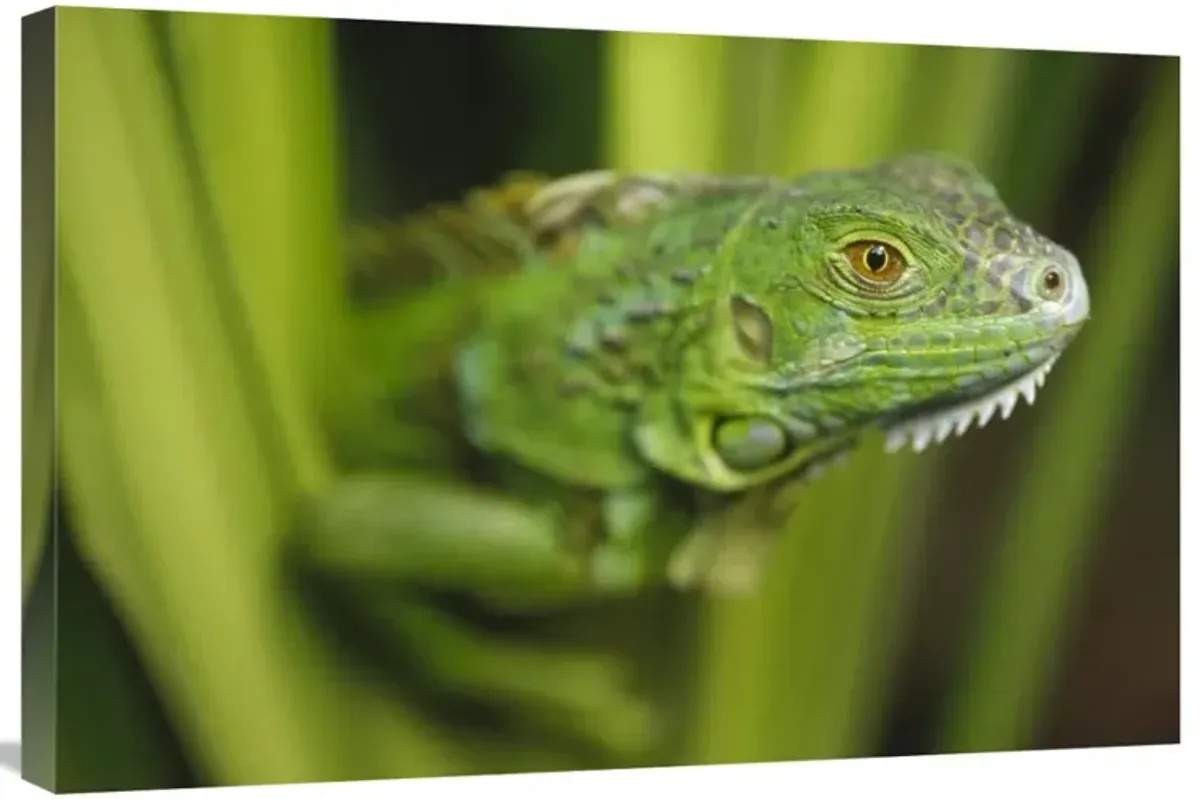 Green Iguana amid green leaves, Roatan Island, Honduras-Canvas Art-30x20