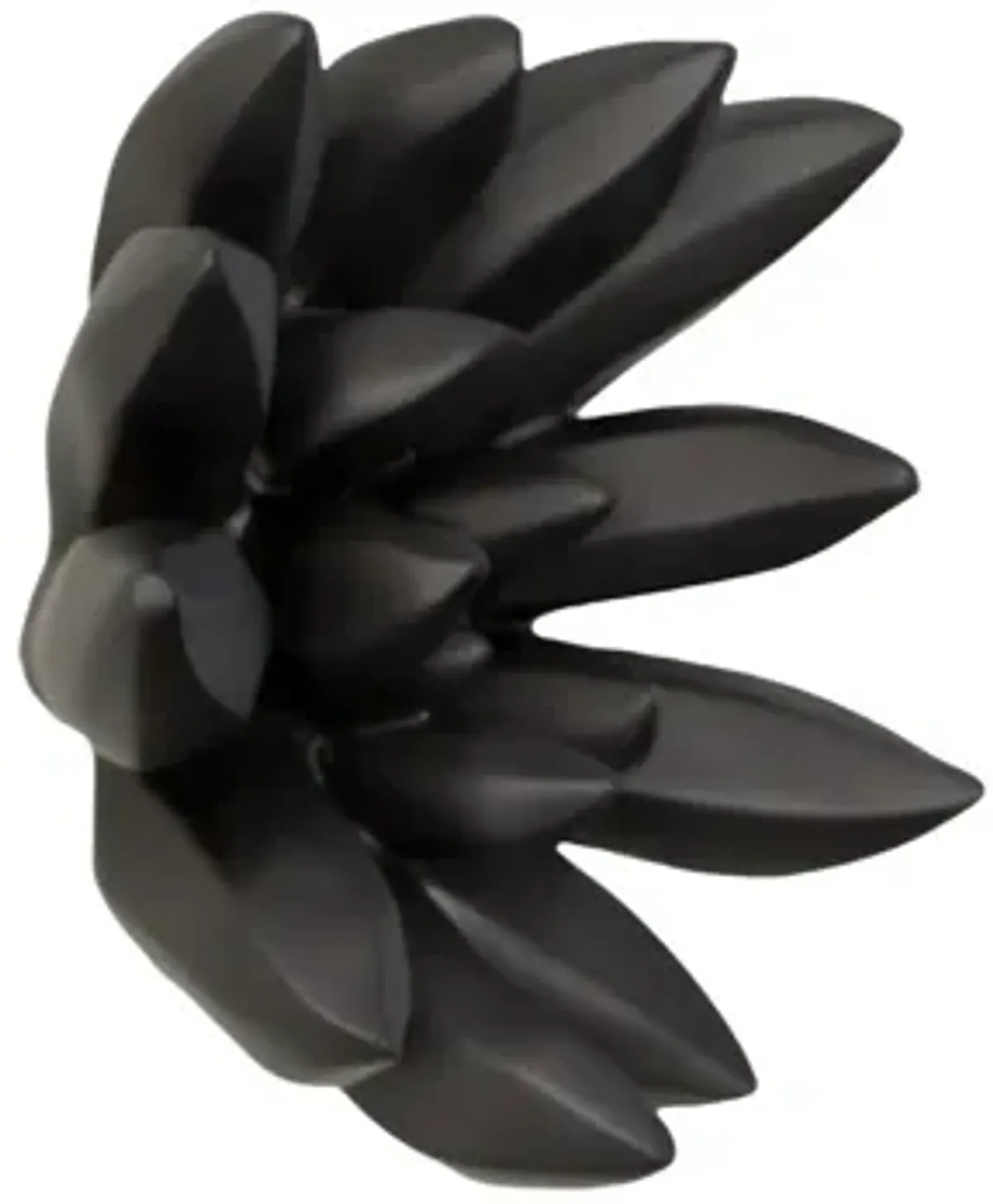 Compactum Succulent Wall Art on Matte Black