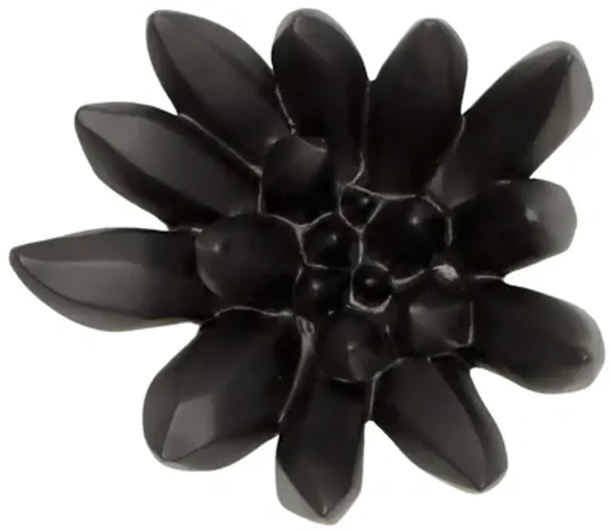 Compactum Succulent Wall Art on Matte Black