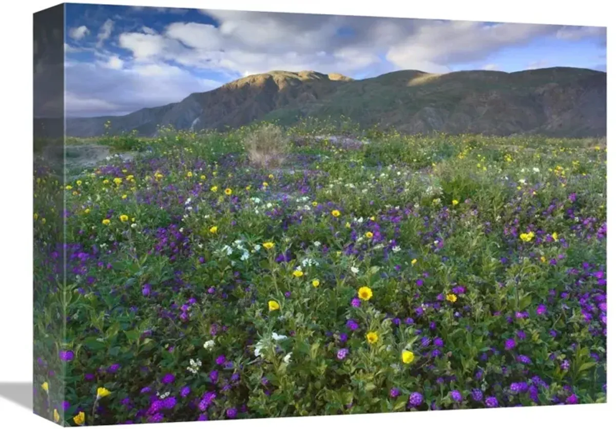 Wildflowers carpeting the ground beneath Coyote Peak, Anza-Borrego Desert, California-Canvas Art-16x12