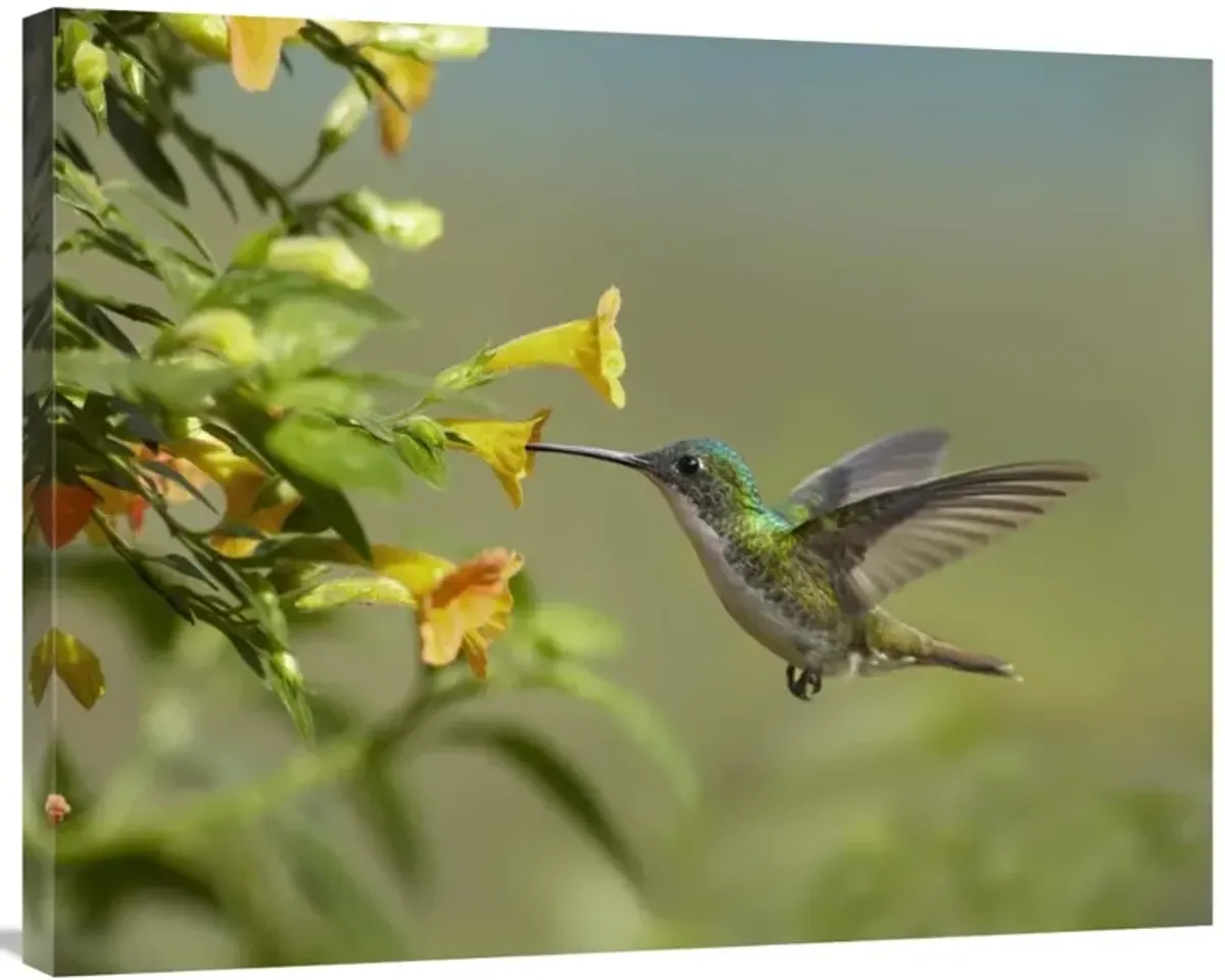 Andean Emerald hummingbird feeling on yellow flower, Ecuador-Canvas Art-35x28