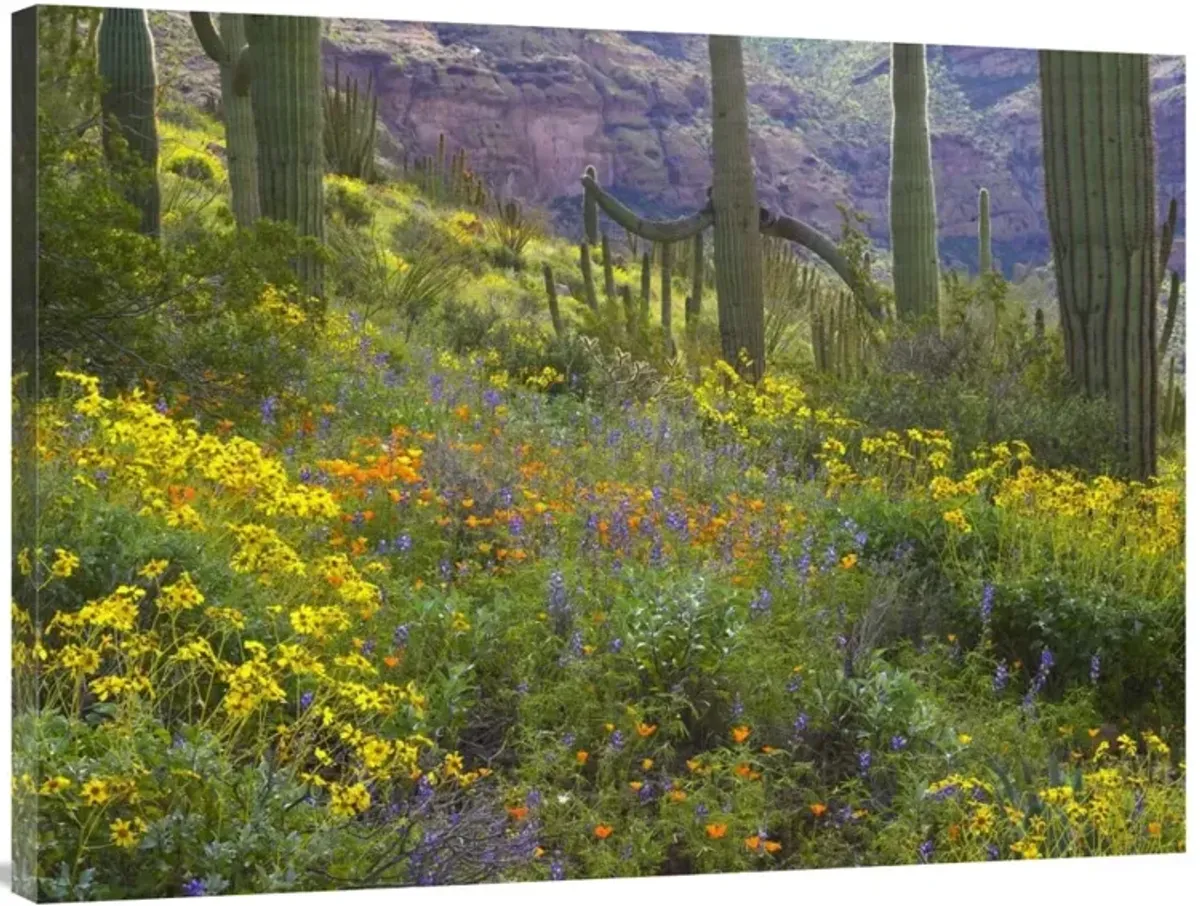 Saguaro amid flowering Lupine, Organ Pipe Cactus National Monument, Arizona-Canvas Art-40x30