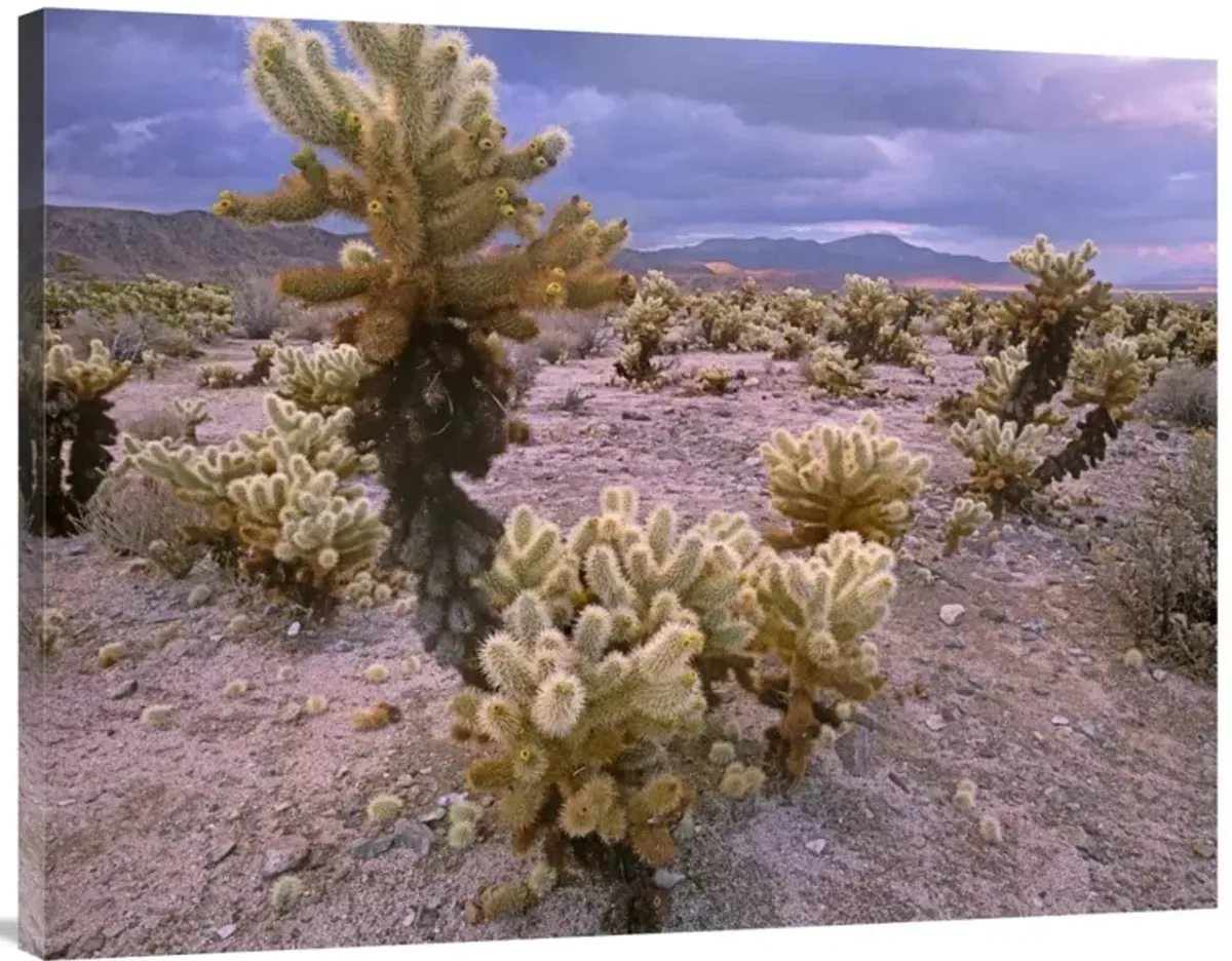 Teddy Bear Cholla cacti, Joshua Tree National Park, California-Canvas Art-40x30