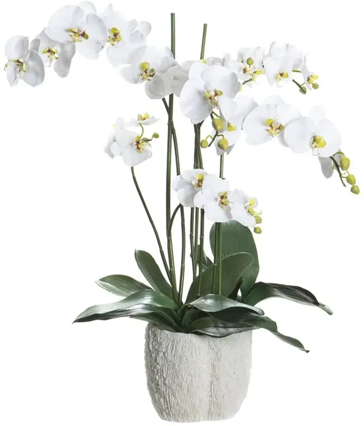 Phalaenopsis in Coral Vase