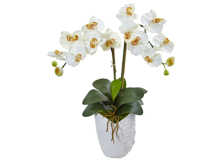 HomPlanti Double Phalaenopsis Orchid in White Vase