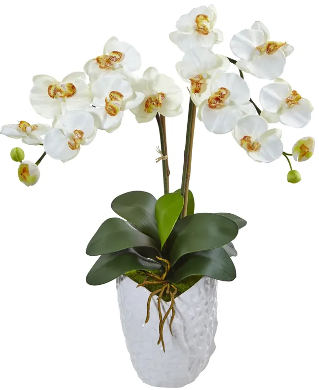 HomPlanti Double Phalaenopsis Orchid in White Vase