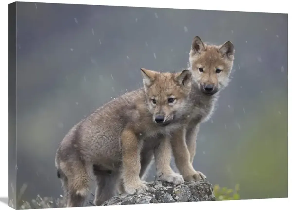 Gray Wolf pups in light snowfall, North America-Canvas Art-32x24
