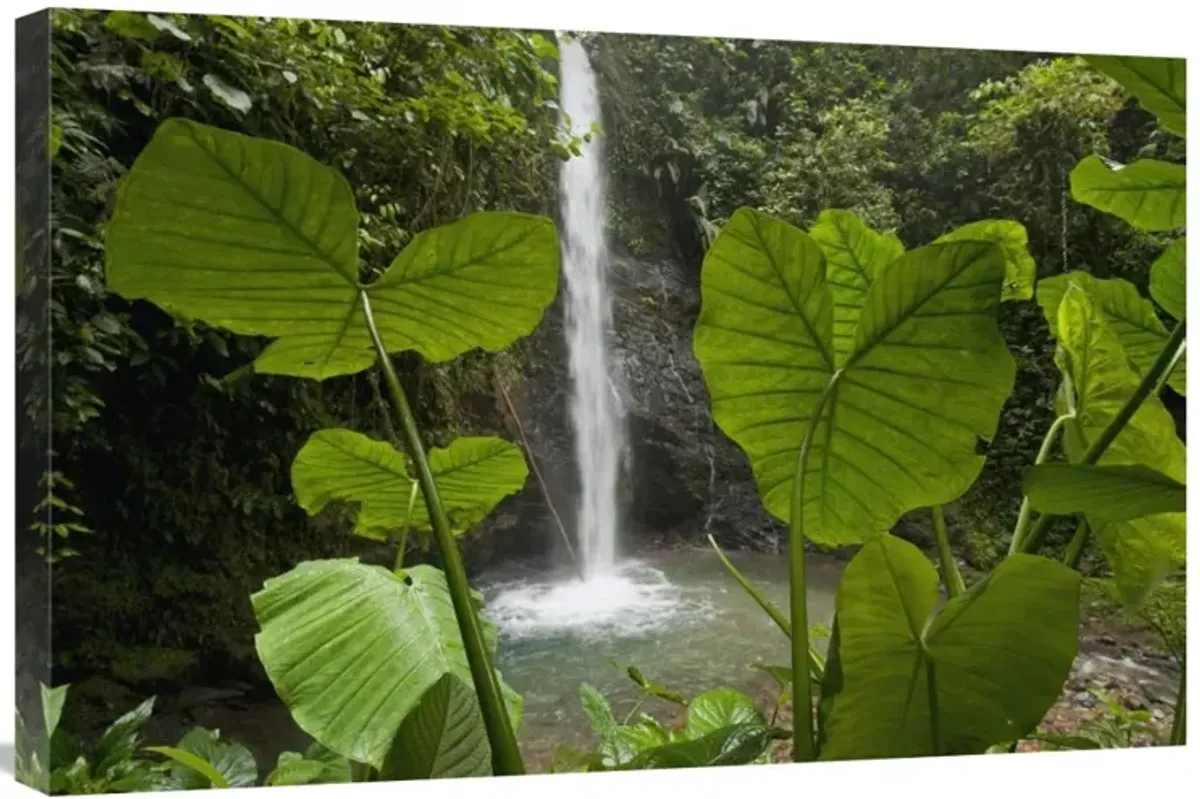 Waterfall in lowland tropical rainforest, Ecuador-Canvas Art-30x20