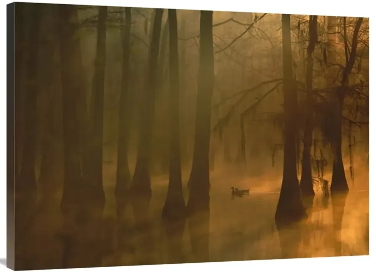 Mallard pair in Cypress swamp, Calcasieu River, Lake Charles, Louisiana-Canvas Art-40x30