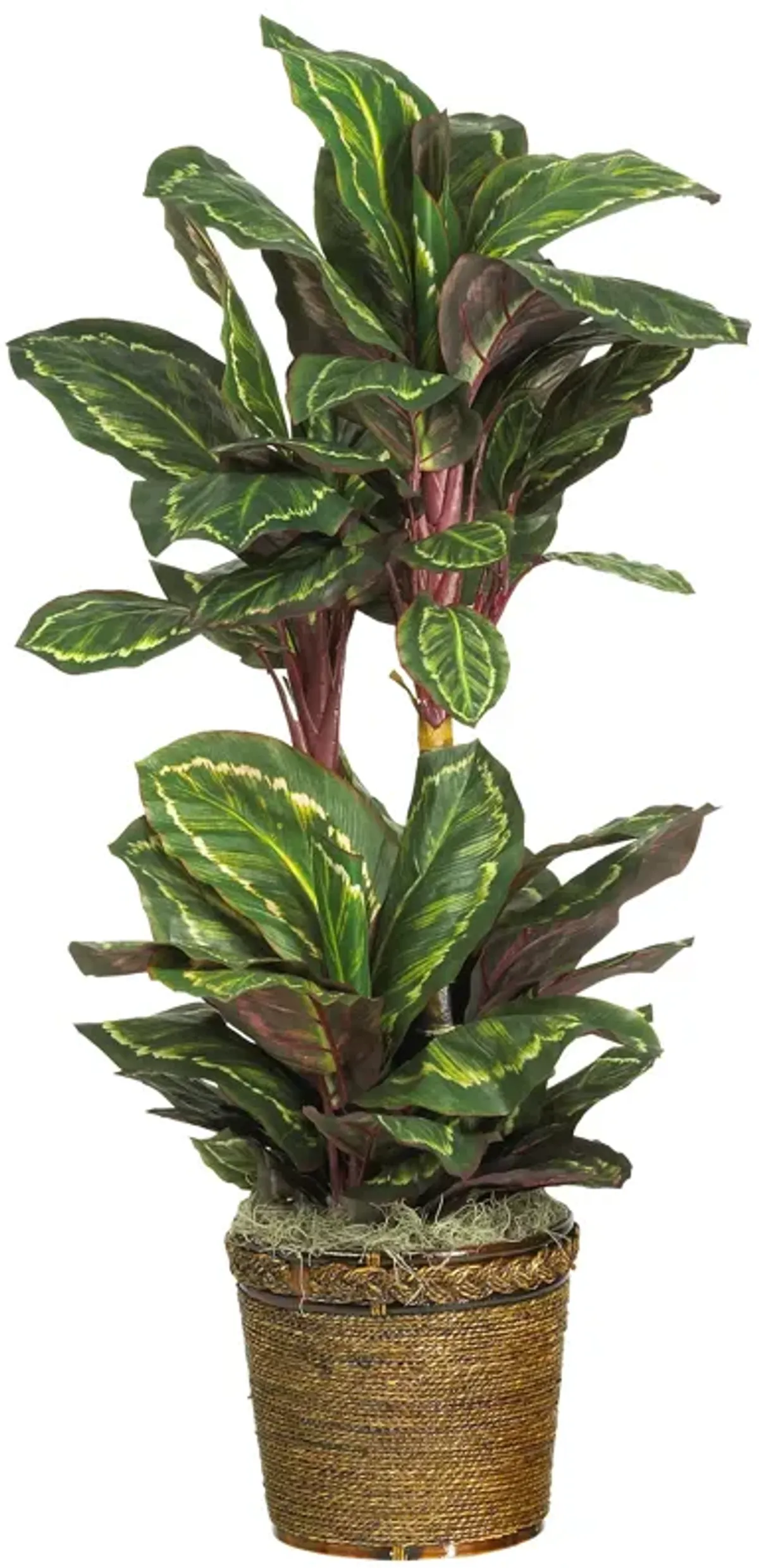 HomPlanti 45" Maranta Silk Plant