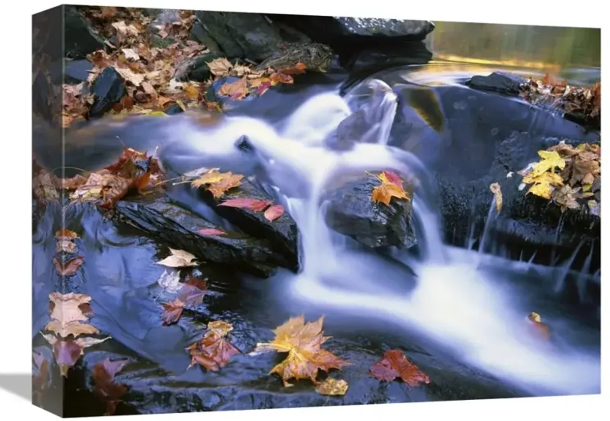 Autumn leaves in Little River, Great Smoky Mountains NP, Tennessee-Canvas Art-16x12