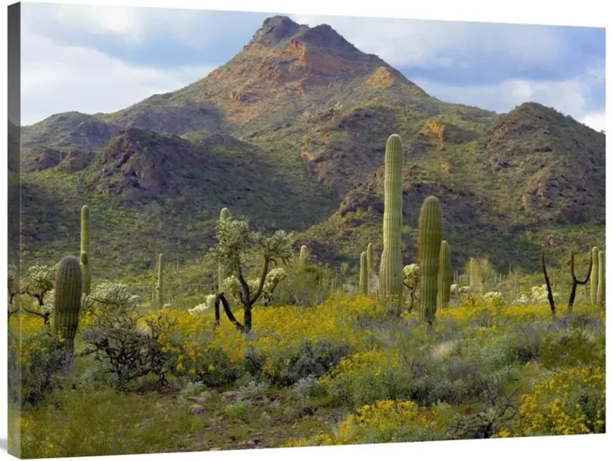 Saguaro and Teddybear Cholla amid flowering Lupine and California Brittlebush-Canvas Art-40x30
