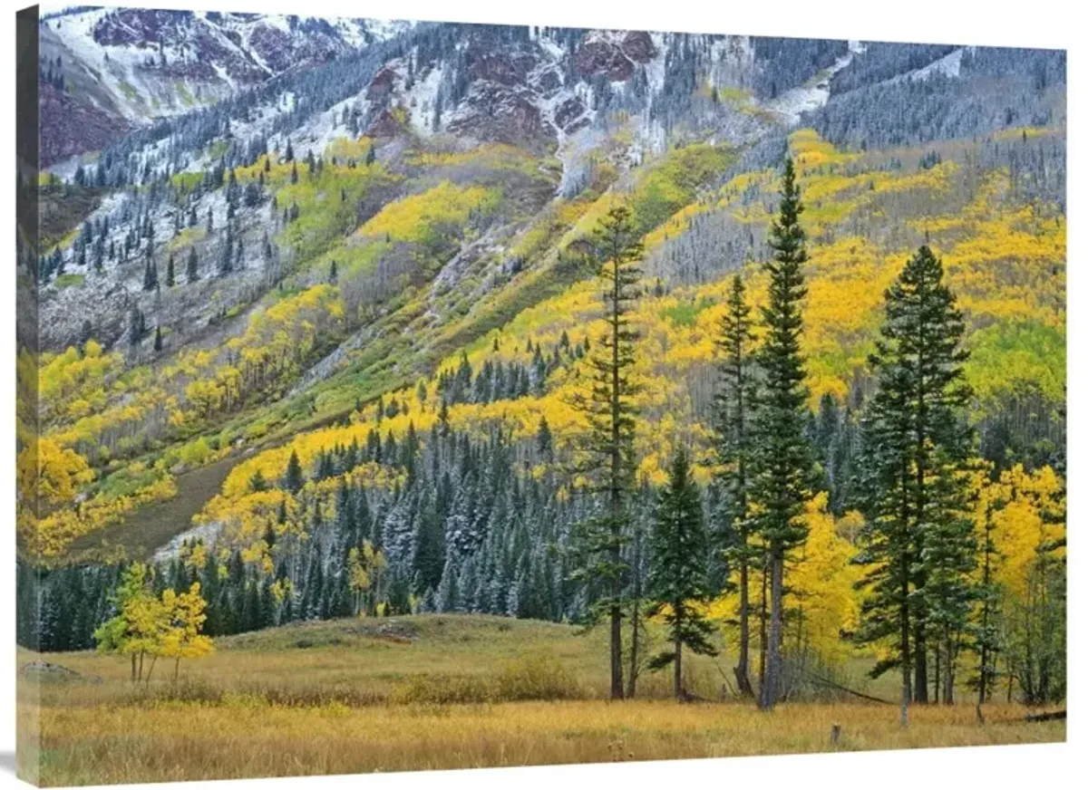 Aspen grove in fall colors, Maroon Bells, Snowmass Wilderness, Colorado-Canvas Art-40x30