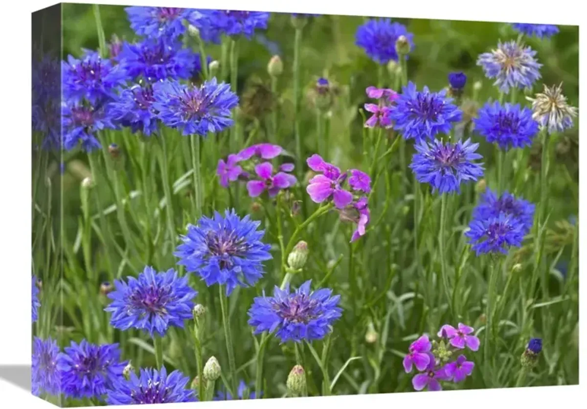 Cornflower and Pointed Phlox blooming in grassy field, North America-Canvas Art-16x12