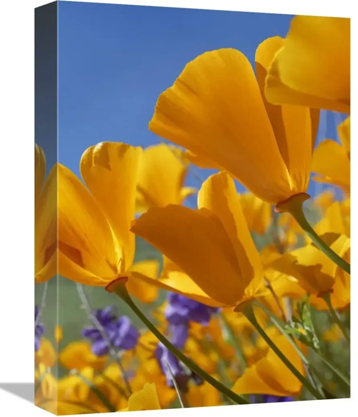 California Poppy flowers, Antelope Valley, California-Canvas Art-12x16