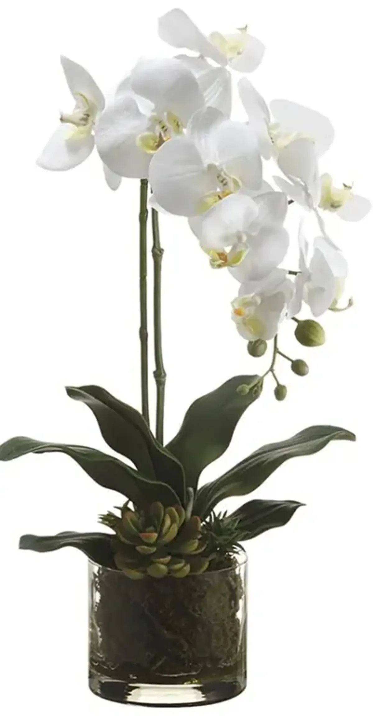 Phalaenopsis Orchid Plant/Echeveria in Glass Vase