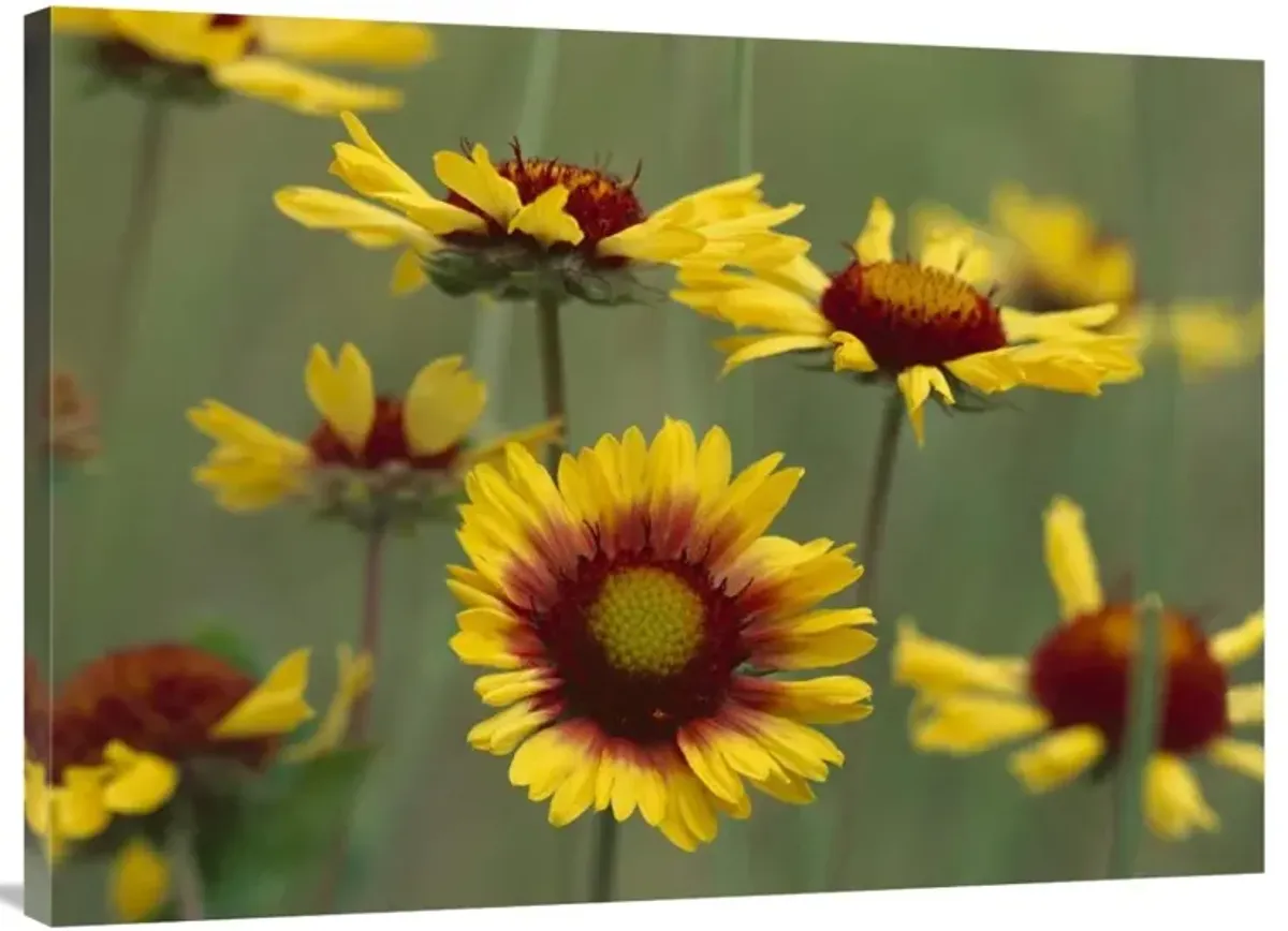 Indian Blanket flowers North America-Canvas Art-40x30