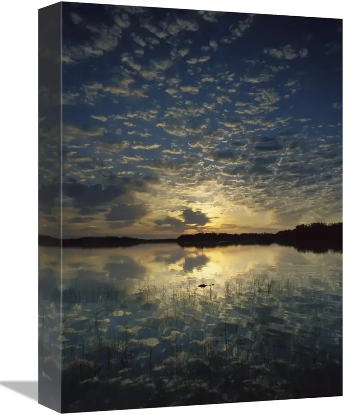American Alligator in Nine-mile Pond, Everglades National Park, Florida-Canvas Art-12x16