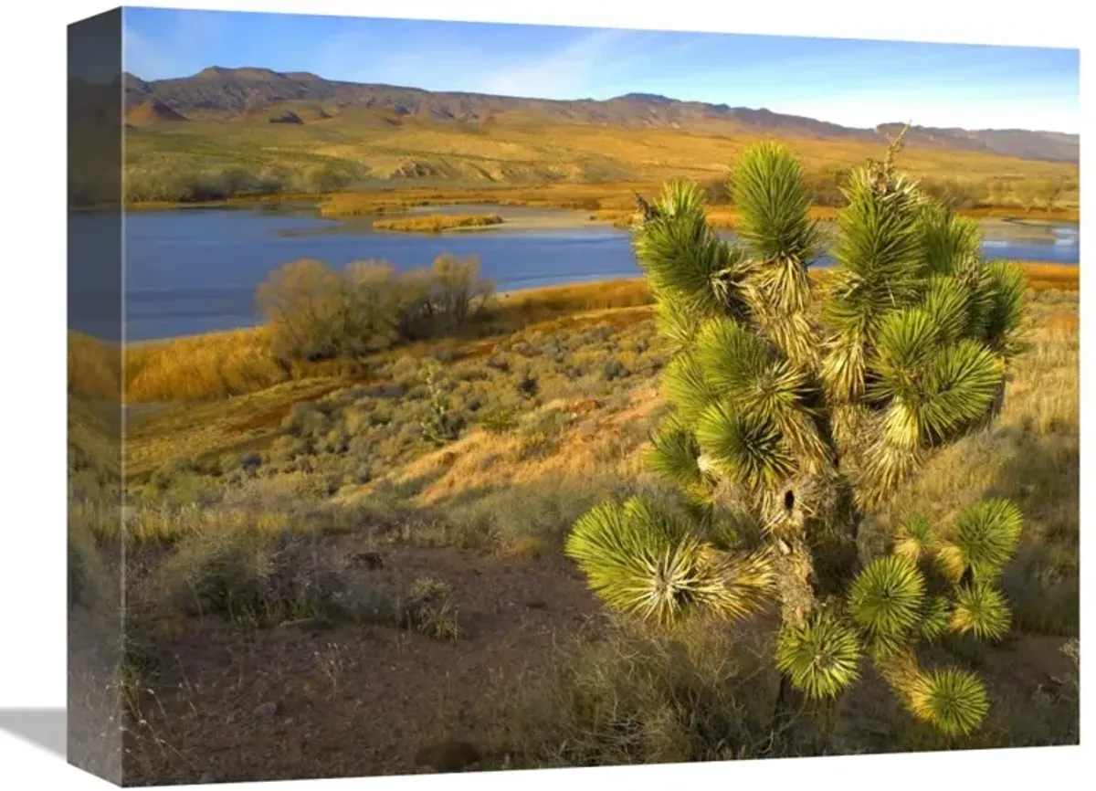 Joshua Tree and wetlands along the Pacific Flyway, Pahranagat National Wildlife Refuge, Nevada-Canvas Art-16x12