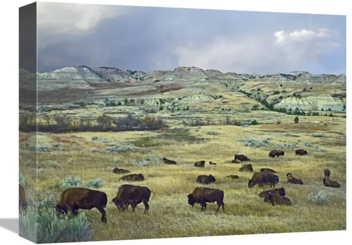 American Bison herd grazing on praire, Theodore Roosevelt NP, North Dakota-Canvas Art-16x12