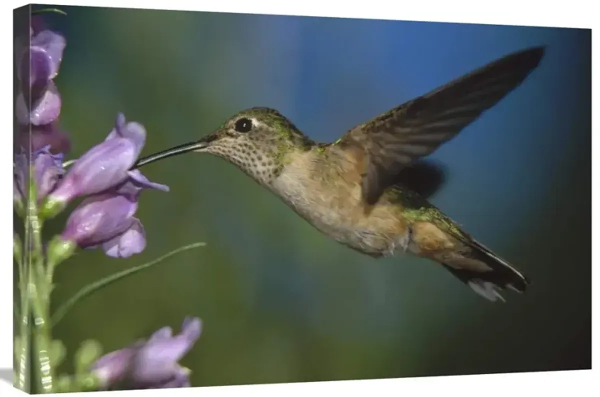 Broad-tailed Hummingbird feeding on the nectar of a Desert Penstemon flower, New Mexico-Canvas Art-30x20