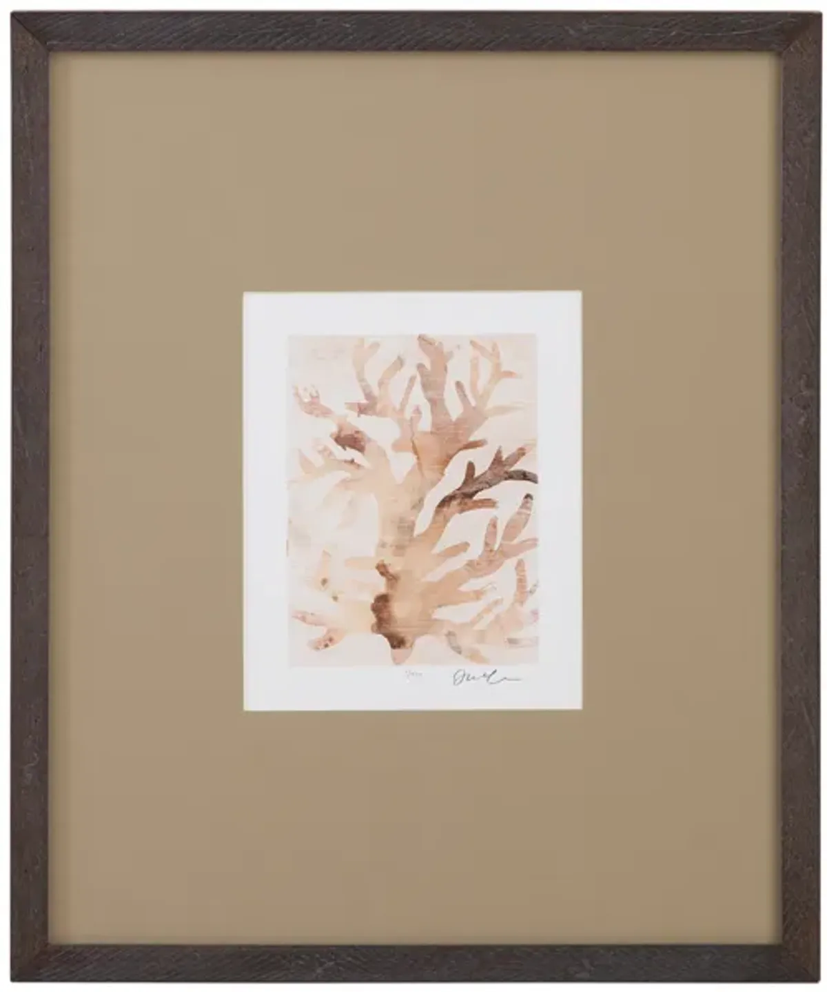 Parchment Coral III Framed Print