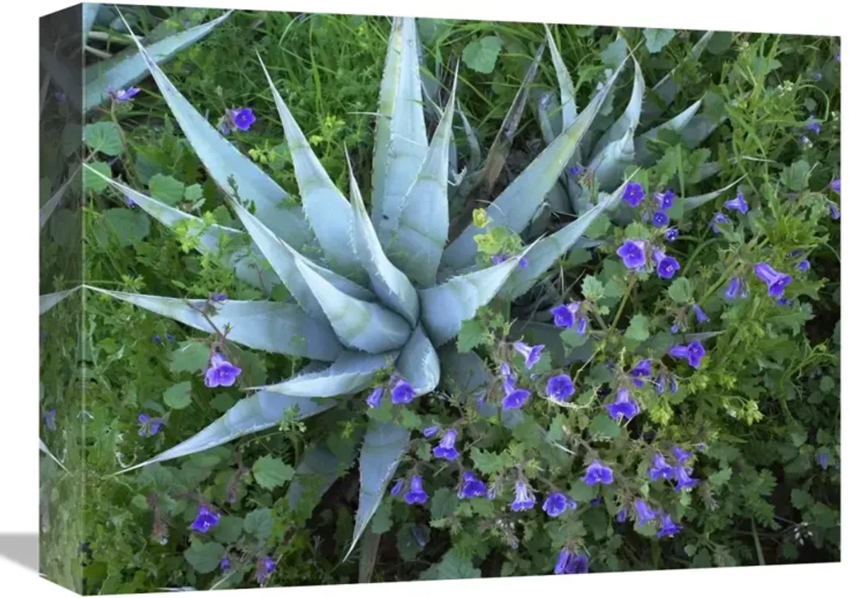Desert Bluebell and Agave , North America-Canvas Art-16x12