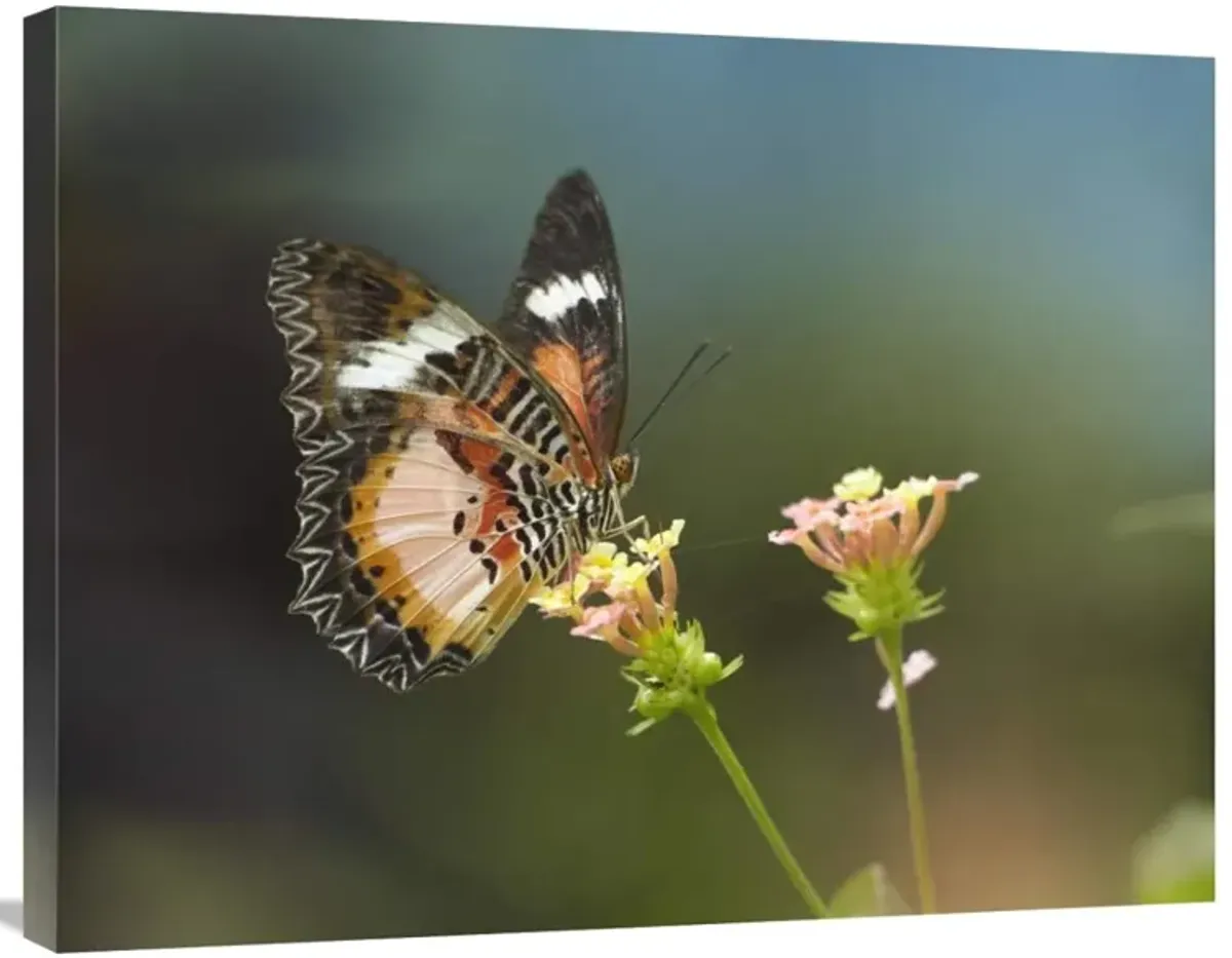 Nymphalid Butterfly feeding on flower nectar, native to Asia-Canvas Art-32x24