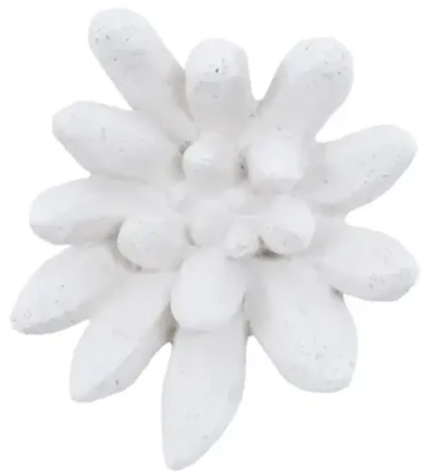 Compactum Succulent Wall Art in White