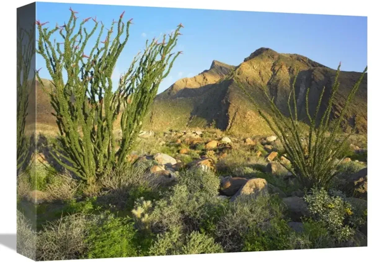 Ocotillo Borrego Palm Canyon, Anza-Borrego Desert State Park, California-Canvas Art-16x12